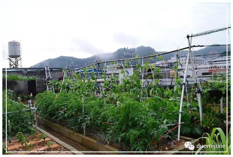 聽(tīng)說(shuō)了嗎，多米居然開(kāi)始搞副業(yè)了？