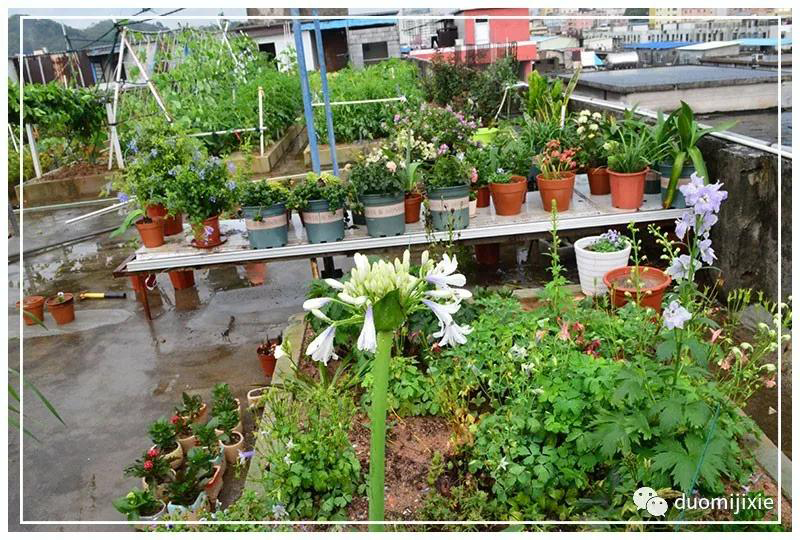 聽(tīng)說(shuō)了嗎，多米居然開(kāi)始搞副業(yè)了？